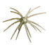 Hairy Ball Urchin Bait 20mm